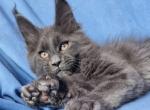 Barry Polydactyl - Maine Coon Cat For Sale - Miami&comma; FL&comma; US