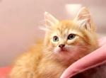 Torrox of RomanovCats - Siberian Cat For Sale - Ashburn&comma; VA&comma; US