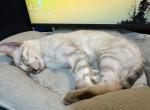 Sterling aka Casper - Bengal Cat For Sale - Oklahoma City&comma; OK&comma; US