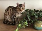 Oliver Ollie aka Xander - Bengal Cat For Sale - Oklahoma City&comma; OK&comma; US