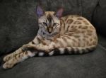 Creed - Bengal Cat For Sale - Oklahoma City&comma; OK&comma; US