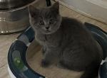 Britney - British Shorthair Cat For Sale - Brooklyn&comma; NY&comma; US