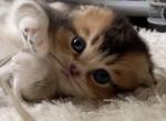 Rare bicolor boy - Scottish Fold Cat For Sale - Sun City Center&comma; FL&comma; US