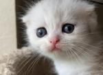 Silver tabby bicolor boy - Scottish Fold Cat For Sale - Sun City Center&comma; FL&comma; US
