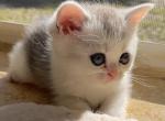 Silver chinchilla bicolor little girl - Scottish Fold Cat For Sale - Sun City Center&comma; FL&comma; US