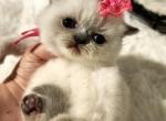 Pearls pink collar female - Exotic Cat For Sale - Conroe&comma; TX&comma; US