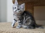 Samantha - Maine Coon Cat For Sale - Hollywood&comma; FL&comma; US