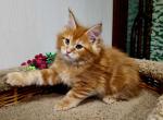 Steve - Maine Coon Cat For Sale - Hollywood&comma; FL&comma; US