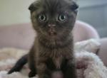 Goyard - Scottish Fold Cat For Sale - Grand Rapids&comma; MI&comma; US