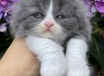 Blue bicolor girl - Scottish Fold Cat For Sale - Sun City Center&comma; FL&comma; US