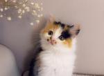 Calico queen - Polydactyl Cat For Sale - Vancouver&comma; WA&comma; US