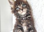 Milord - Maine Coon Cat For Sale - Charlotte&comma; NC&comma; US