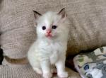 Blix - Ragdoll Cat For Sale - Los Angeles&comma; CA&comma; US