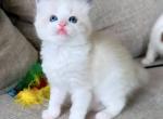 Jubilee - Ragdoll Cat For Sale - Los Angeles&comma; CA&comma; US