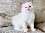 Wynonna - Ragdoll Cat For Sale - Los Angeles&comma; CA&comma; US
