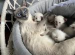 Bl&uacute; - Siamese Cat For Sale - Phila&comma; PA&comma; US