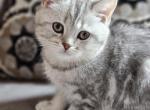 Male Scottish Straight - Scottish Straight Cat For Sale - Howard Lake&comma; MN&comma; US