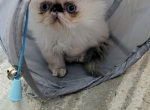 Tortie point Himalayans - Himalayan Cat For Sale - RI&comma; US