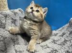 Luna - Scottish Straight Cat For Sale - Renton&comma; WA&comma; US