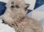 Callies Female Blue - Ragdoll Cat For Sale - Poplar Grove&comma; IL&comma; US