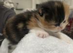 Chanel and Gucci - Persian Cat For Sale - Oklahoma City&comma; OK&comma; US