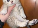 Buttercup - Scottish Straight Cat For Sale - Livingston&comma; NJ&comma; US