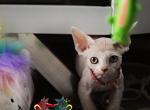 Aurora - Devon Rex Cat For Sale - Spokane&comma; WA&comma; US