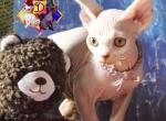 Clementine - Devon Rex Cat For Sale - Spokane&comma; WA&comma; US
