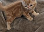 Farley - Exotic Cat For Sale - Talco&comma; TX&comma; US