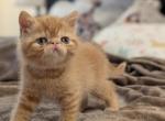 Zach - Exotic Cat For Sale - Talco&comma; TX&comma; US