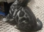 Bengal kittens - Bengal Cat For Sale - Battle Ground&comma; WA&comma; US