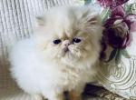 Bebe kittens - Persian Cat For Sale - Warminster&comma; PA&comma; US