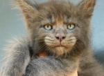 Oliver - Maine Coon Cat For Sale - Hollywood&comma; FL&comma; US
