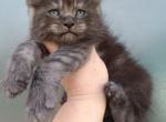 Max - Maine Coon Cat For Sale - Hollywood&comma; FL&comma; US