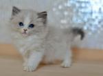 Wally - Ragdoll Cat For Sale - Miami&comma; FL&comma; US