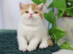 Don Juan - British Shorthair Cat For Sale - Hollywood&comma; FL&comma; US