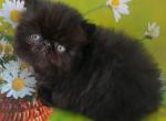 Stepashka - Persian Cat For Sale - Norwalk&comma; CT&comma; US