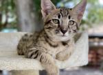 Samson - Savannah Cat For Sale - Bradenton&comma; FL&comma; US