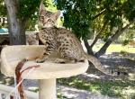 Moses - Savannah Cat For Sale - Bradenton&comma; FL&comma; US