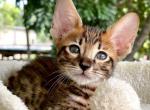 Tiger - Savannah Cat For Sale - Bradenton&comma; FL&comma; US