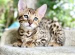 DJ - Savannah Cat For Sale - Bradenton&comma; FL&comma; US