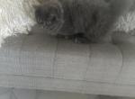 Dahlia - Ragamuffin Cat For Sale - Oklahoma City&comma; OK&comma; US