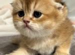 Scottish fold - Scottish Fold Cat For Sale - Staten Island&comma; NY&comma; US
