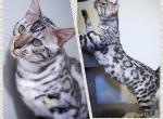 Ice - Bengal Cat For Sale - Arvada&comma; CO&comma; US