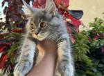 Cherry - Maine Coon Cat For Sale - Hollywood&comma; FL&comma; US
