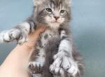 Simba - Maine Coon Cat For Sale - Hollywood&comma; FL&comma; US