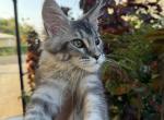 Rosie - Maine Coon Cat For Sale - Hollywood&comma; FL&comma; US