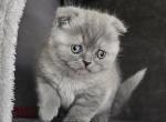 SOLD SCOTTISH FOLD Kittens - Scottish Fold Cat For Sale - Lockport&comma; IL&comma; US