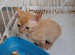 YOYO's youngsters - Devon Rex Cat For Sale - Stanford&comma; MT&comma; US