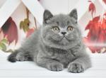 Urvin1 - British Shorthair Cat For Sale - Los Angeles&comma; CA&comma; US